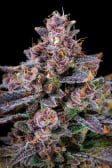 Instagram Banana Purple Punch Auto