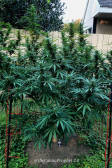 Instagram Gorilla Cookies FF