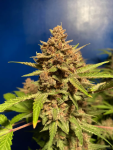 Instagram Purple Punch Auto