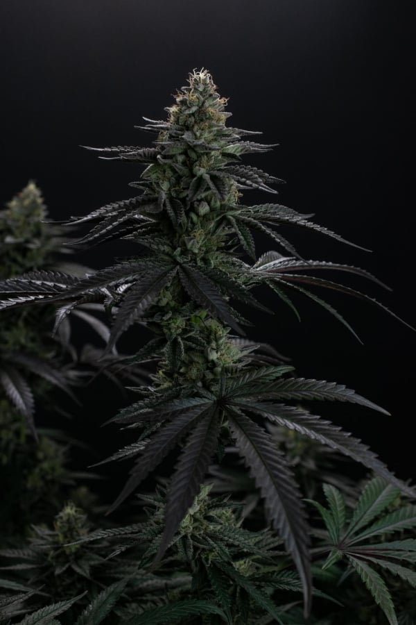 Instagram Biscotti Gelato