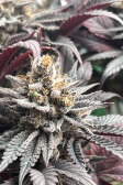 Instagram Purple Lemonade FF