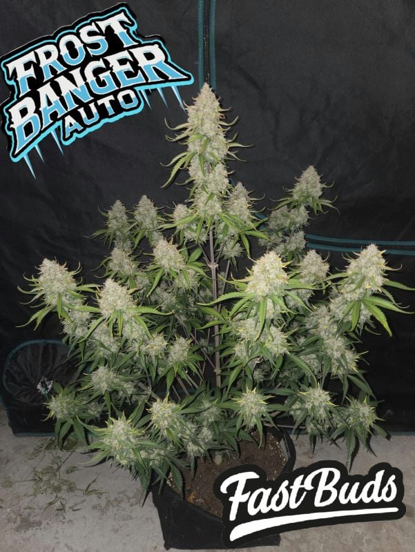 Instagram Frostbanger Auto