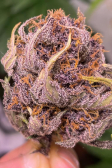 Instagram Banana Purple Punch Auto