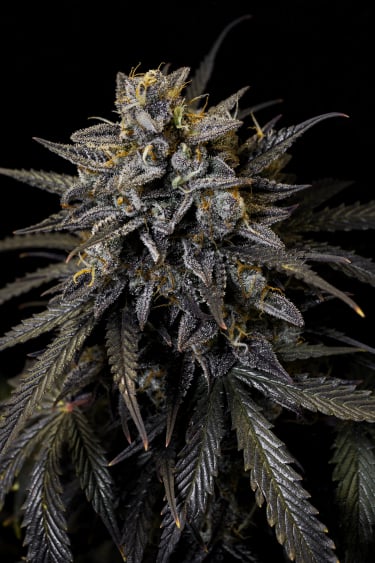 Instagram Mimosa Cake Auto