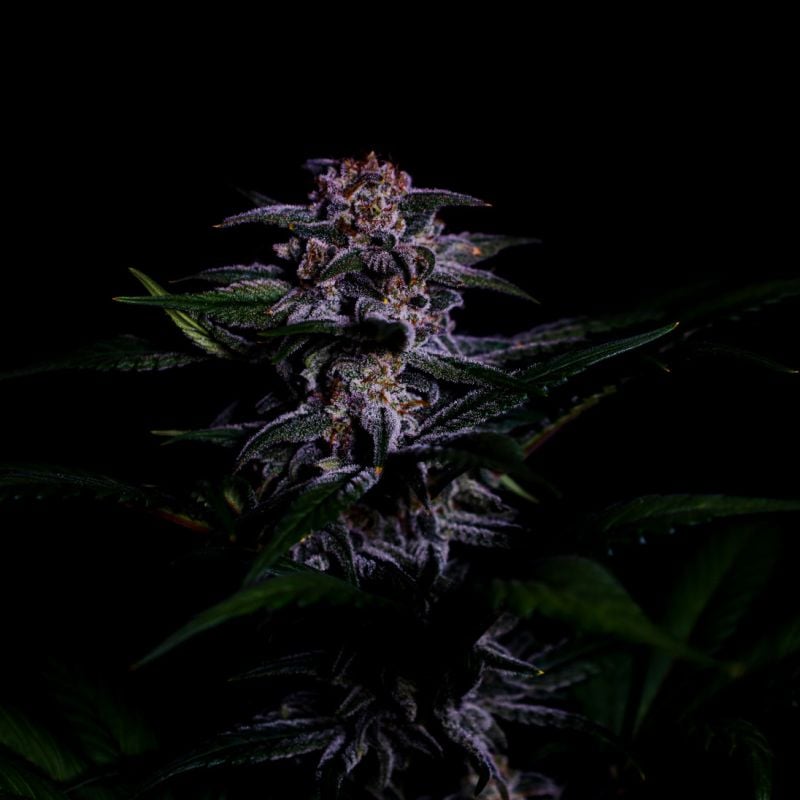 Instagram Strawberry Gorilla Auto RF3