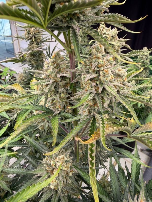 Instagram OG Kush Auto