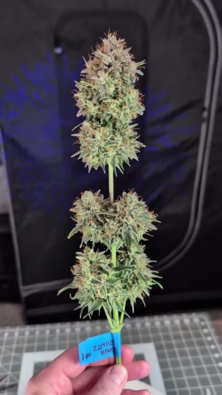 Guava Runtz Auto @highiganmi IG 