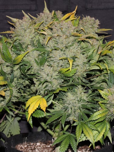 Instagram CBD Auto 11 CBD Crack