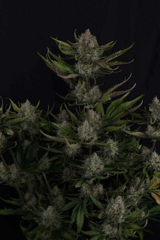 Instagram Guava Auto RF3