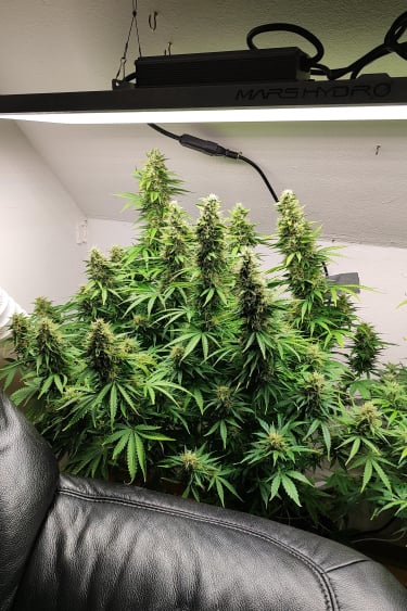 Instagram Tangie Auto