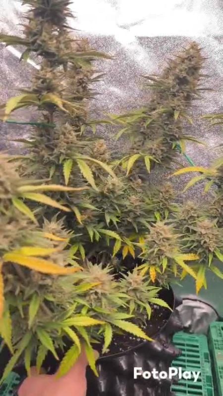 Strawberry Banana Auto @aziz002632 DIS 