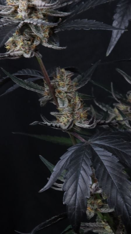 Instagram Guava Runtz Auto