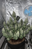 Instagram Gorilla Cookies FF
