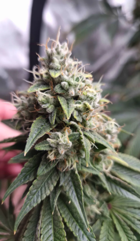 Instagram GG4
