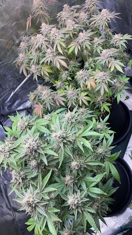 FEM | Gorilla Melon™