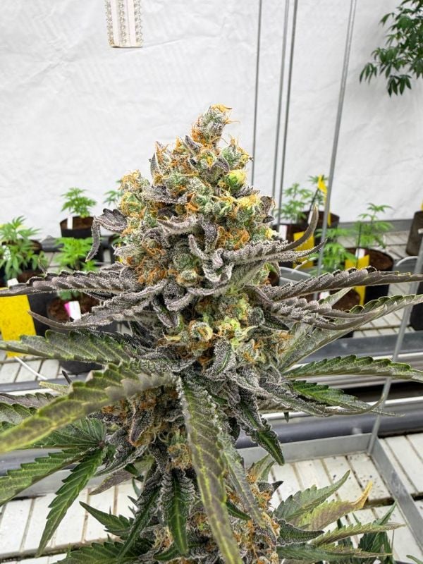 Instagram Skunk Auto