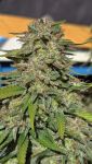 Instagram Papaya Cookies Auto™