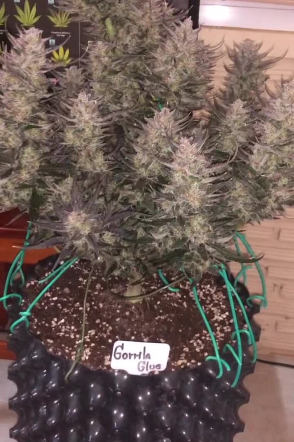 Gorilla Glue Autoflower Seeds For Sale