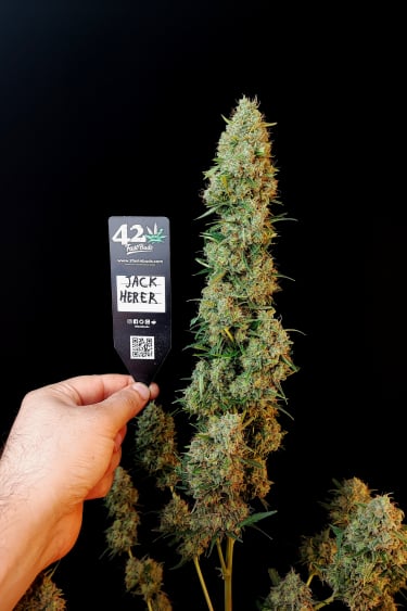 Instagram Jack Herer Auto