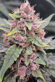 Instagram Lemon Cherry Cookies Auto