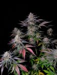 Instagram Guava Sundae Auto™