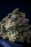 Instagram Gorilla Z Auto