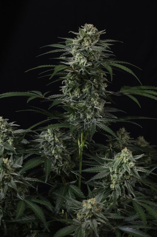 Instagram Banana Frost Auto
