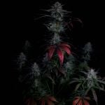 Instagram Banana Guava Auto™