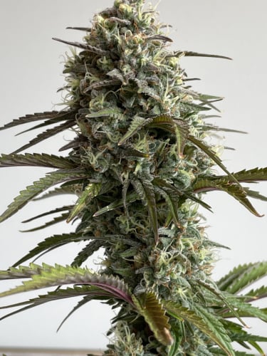 Instagram Skunk Auto