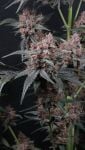 Instagram Mango Cherry Runtz Auto™