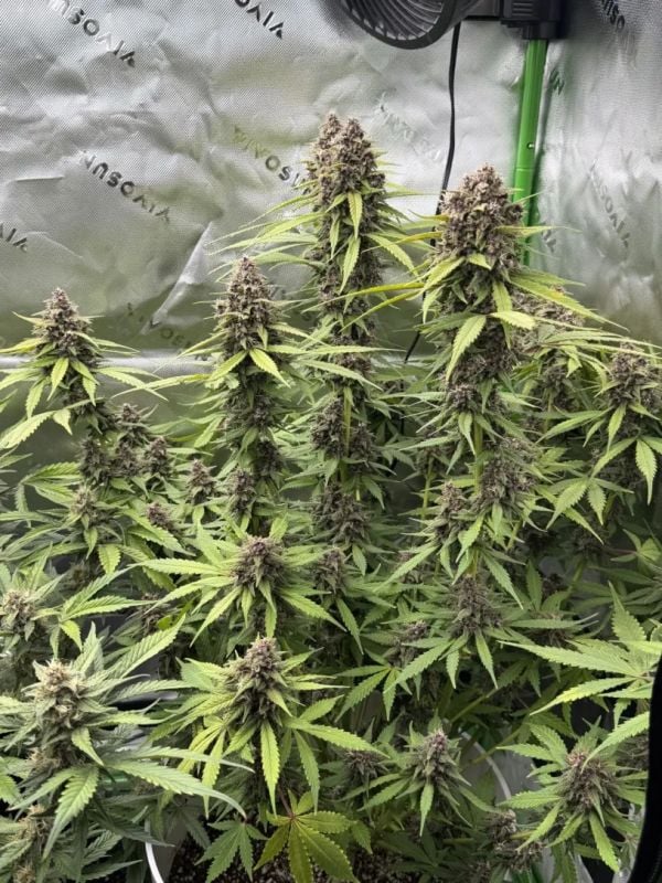 Instagram Banana Purple Punch Auto RF3