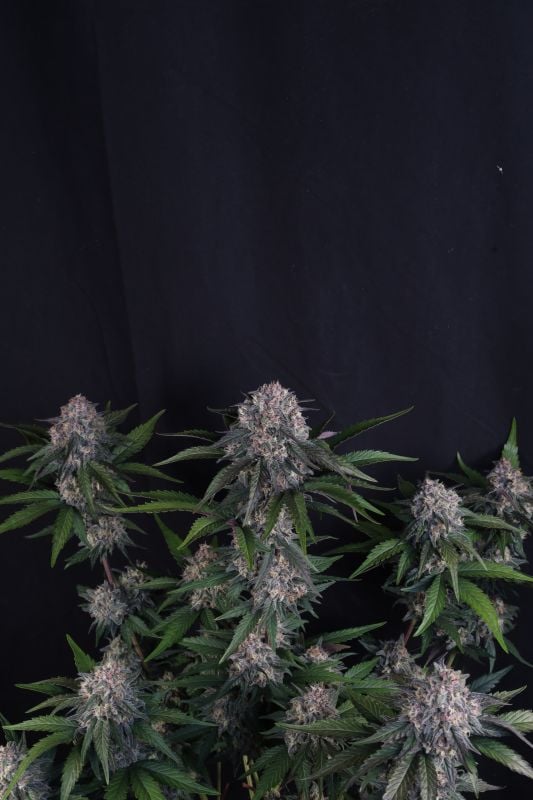 Instagram Lemon Cherry Sundae Auto