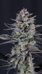 Instagram Mendo Guava Auto™