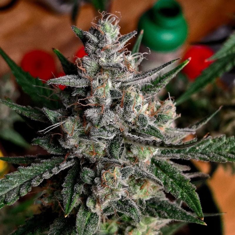 AUTO | Gorilla Cookies Auto