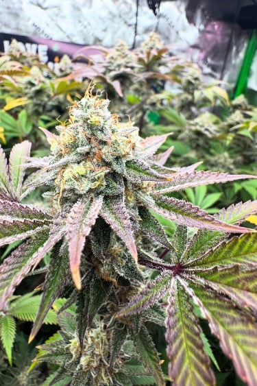 Instagram GG4 Sherbet FF