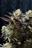 Instagram Gorilla Cookies FF