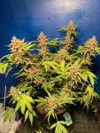 Instagram Purple Punch Auto