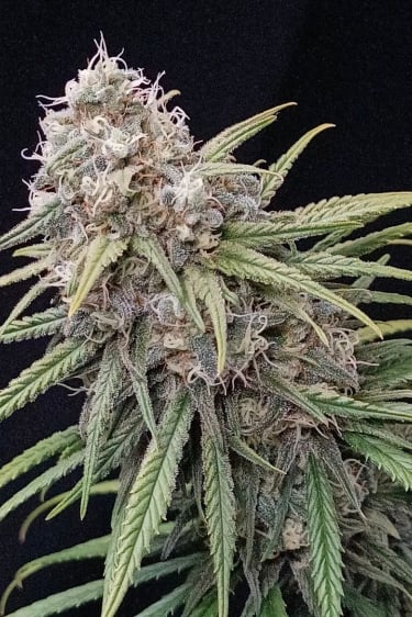 Instagram Wedding Cheesecake FF