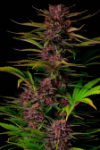 Instagram Purple Haze Auto™