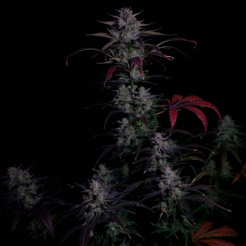 Instagram Banana Guava Auto