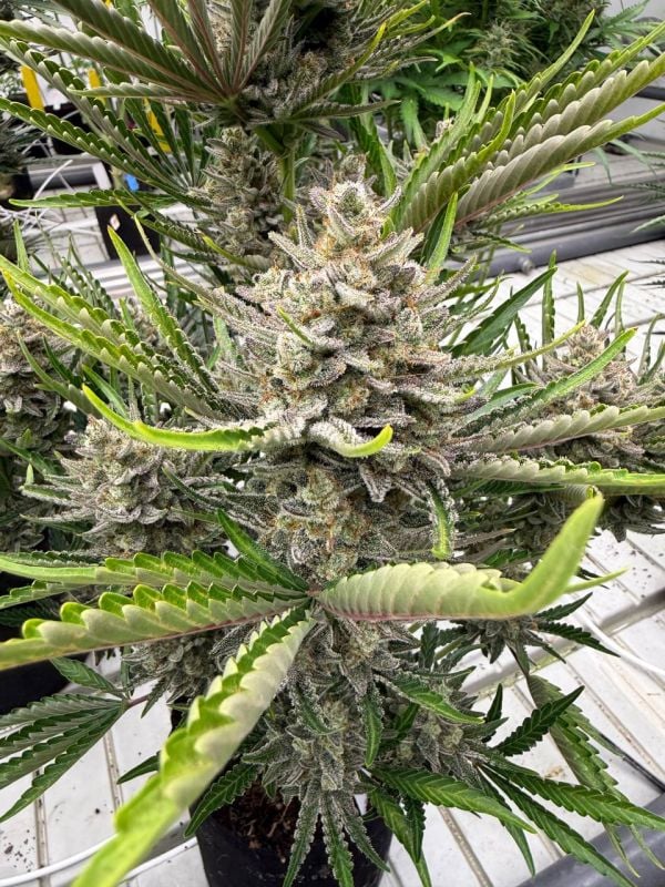 Instagram Trainwreck Auto