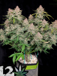 Instagram Banana Purple Punch Auto