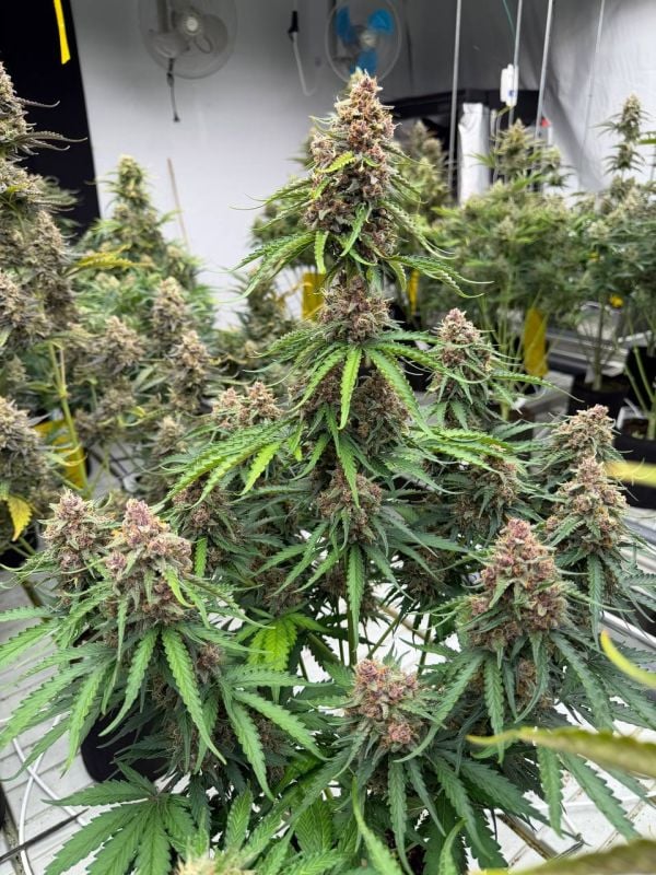 Instagram Afghan Kush Auto