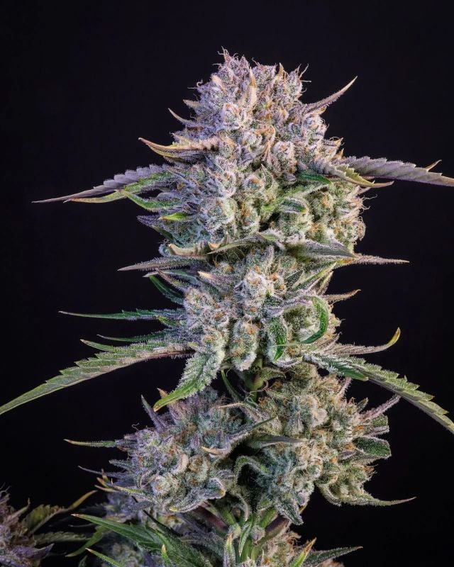 Instagram High Yielder Trial Pack