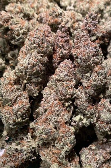 Instagram GG4 Sherbet FF