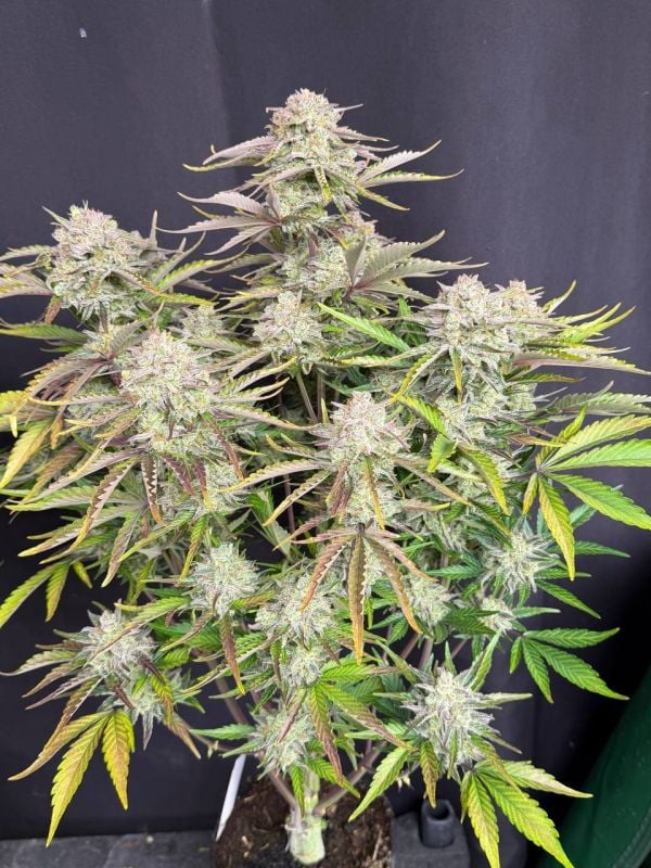 Instagram Cinderella Auto
