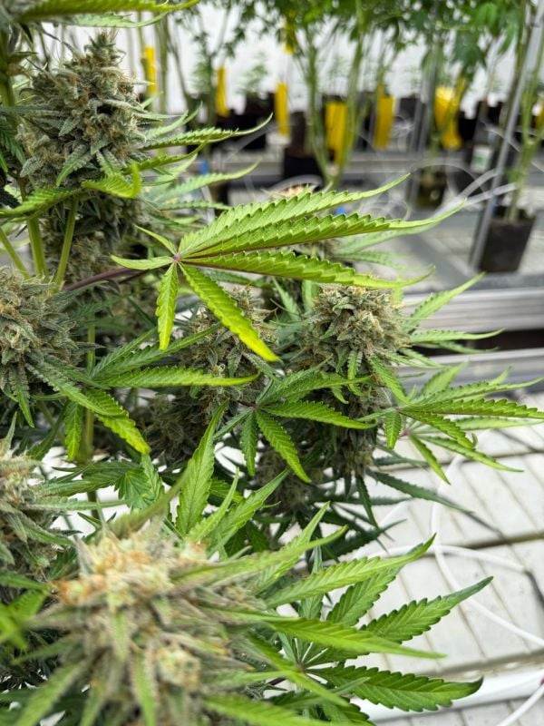 Instagram Cinderella Auto