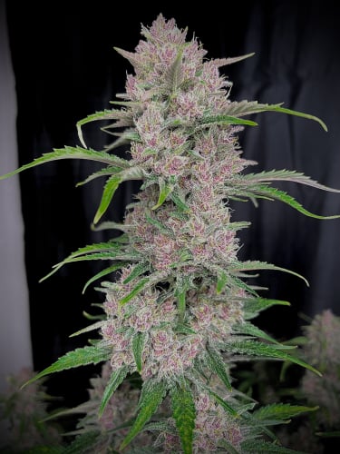Instagram Banana Purple Punch Auto