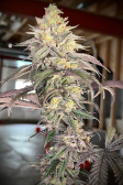 Instagram Papaya Sherbet™