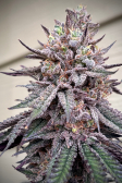 Instagram Papaya Sherbet™